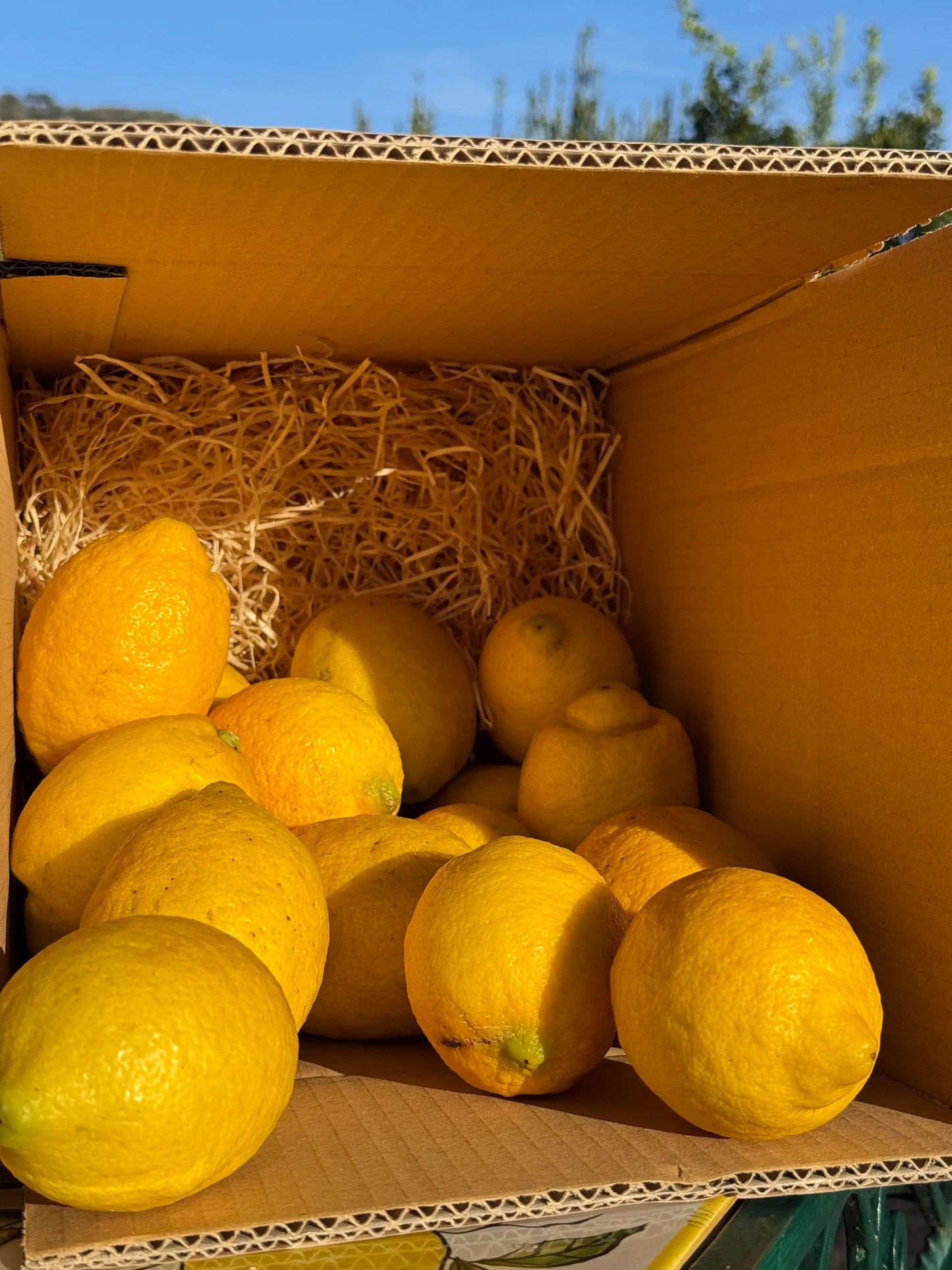 Limoncello Kit Sorrento