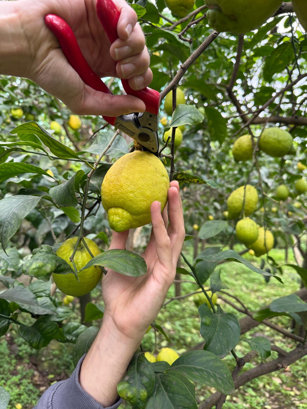 Limoncello Tour Sorrento experience with hands harvesting fresh lemons in a lemon grove.
