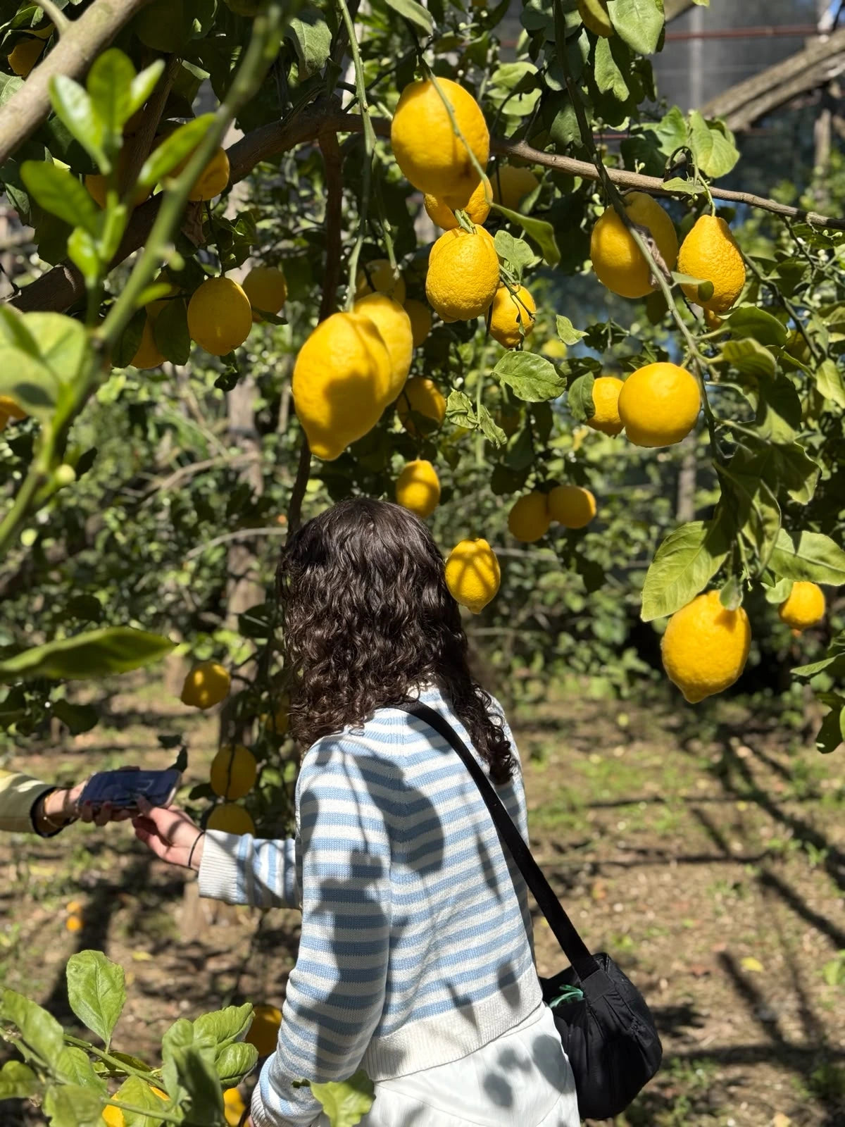 A person picking lemons in a vibrant lemon grove during a gluten free cooking class.
