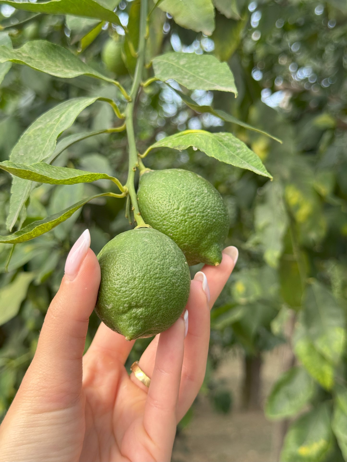 Lemon Tour & Limoncello Spritz Workshop
