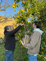 Two people harvesting lemons during a limoncello tour in a sunny lemon grove.