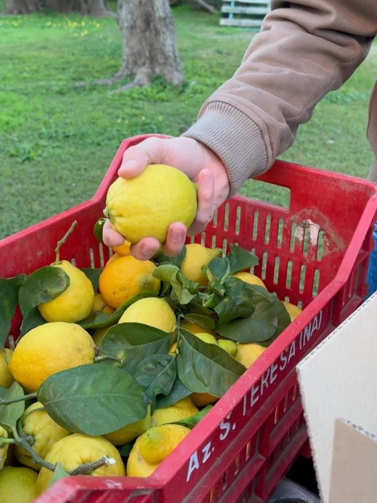 Freshly picked Sorrento lemons in a basket for the perfect Limoncello kit experience.