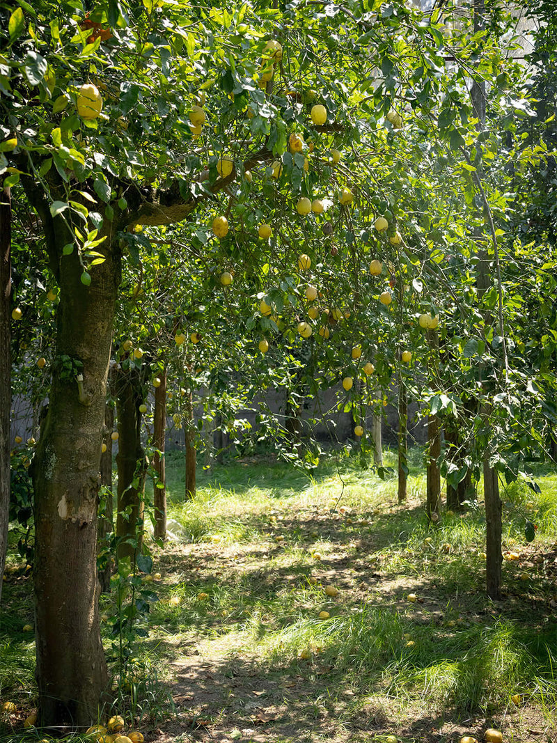 Lemon trees laden with yellow lemons in a sunny grove, showcasing the beauty of a lemon tour and limoncello tasting.