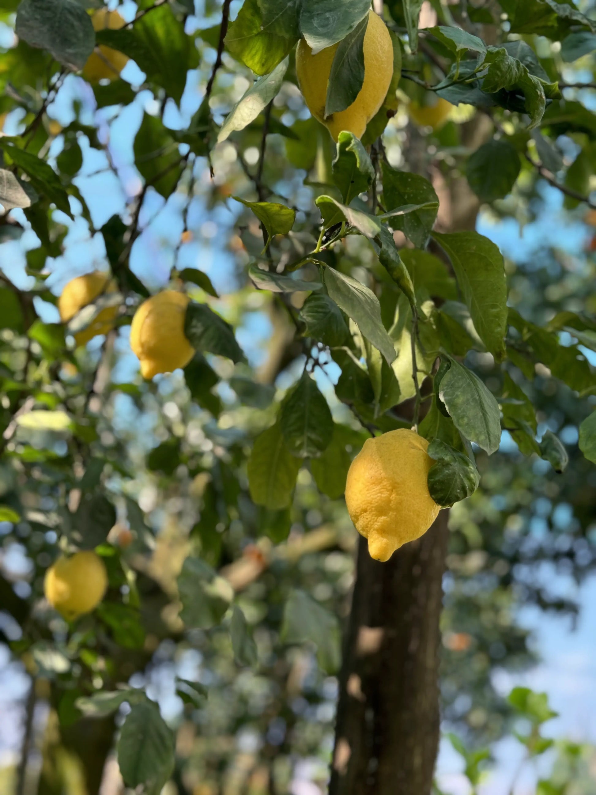 Vibrant Sorrento lemons hanging on a tree, perfect for a Limoncello kit refill or fresh recipes. Discover our Lemons Kit for authentic taste.