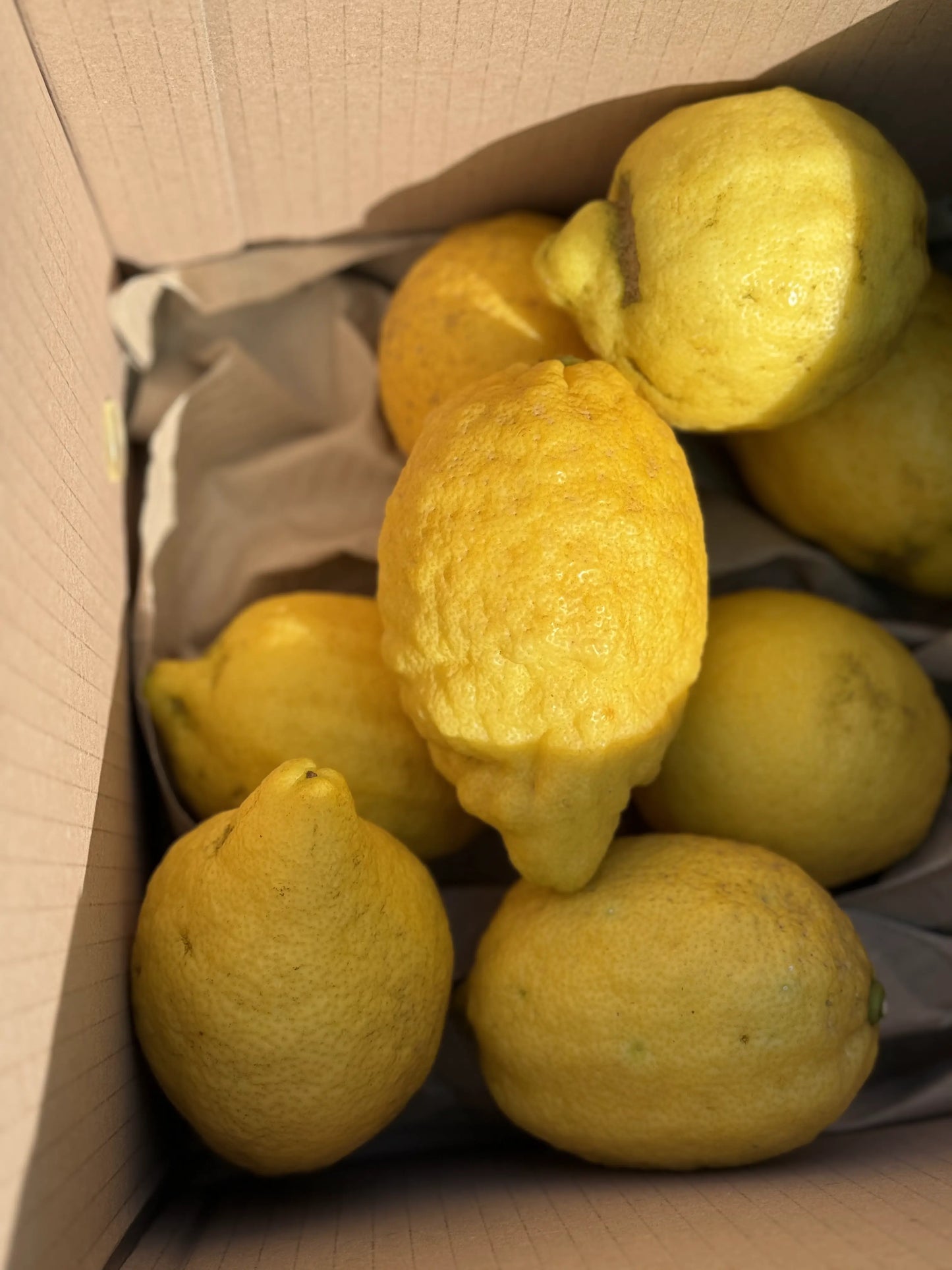 Fresh Sorrento lemons in a box, perfect for your Limoncello kit or recipes. Bright, juicy, and straight from the farm!