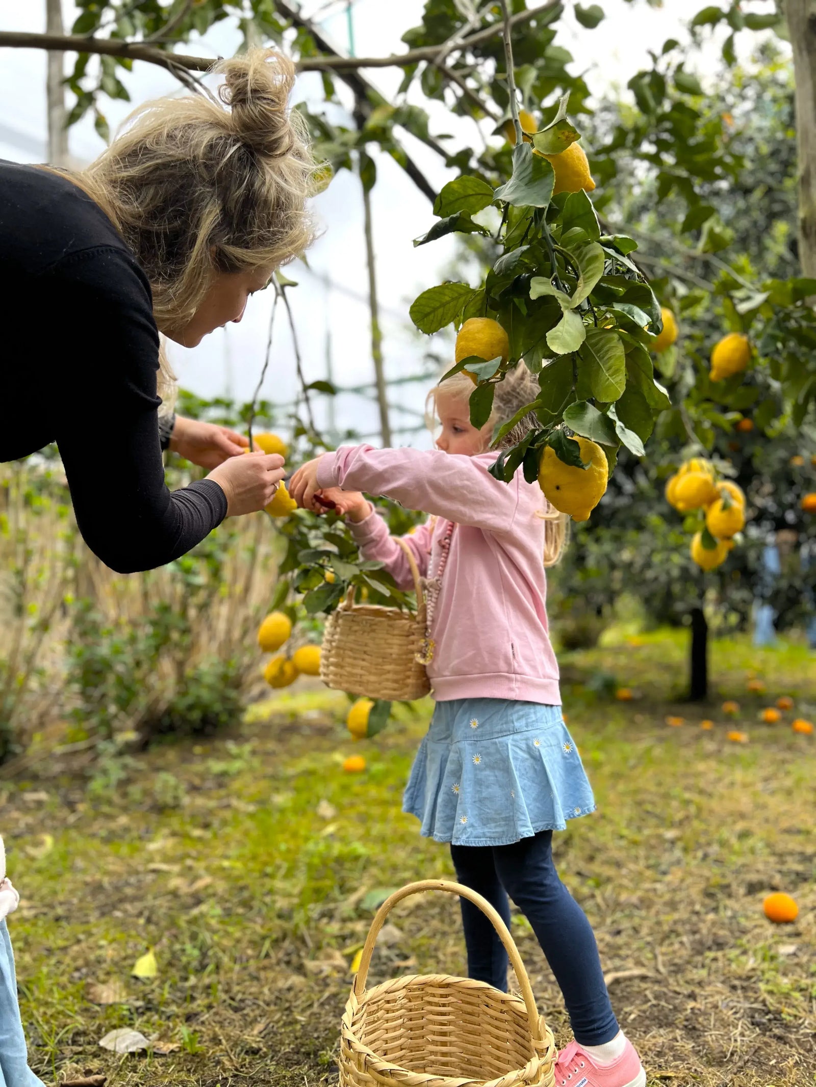 A woman and a child picking lemons in a grove during the Lemon Tour Sorrento experience.