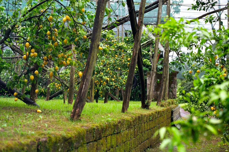 Lush lemon grove featuring ripe lemons, perfect for a limoncello tour experience in Sorrento.