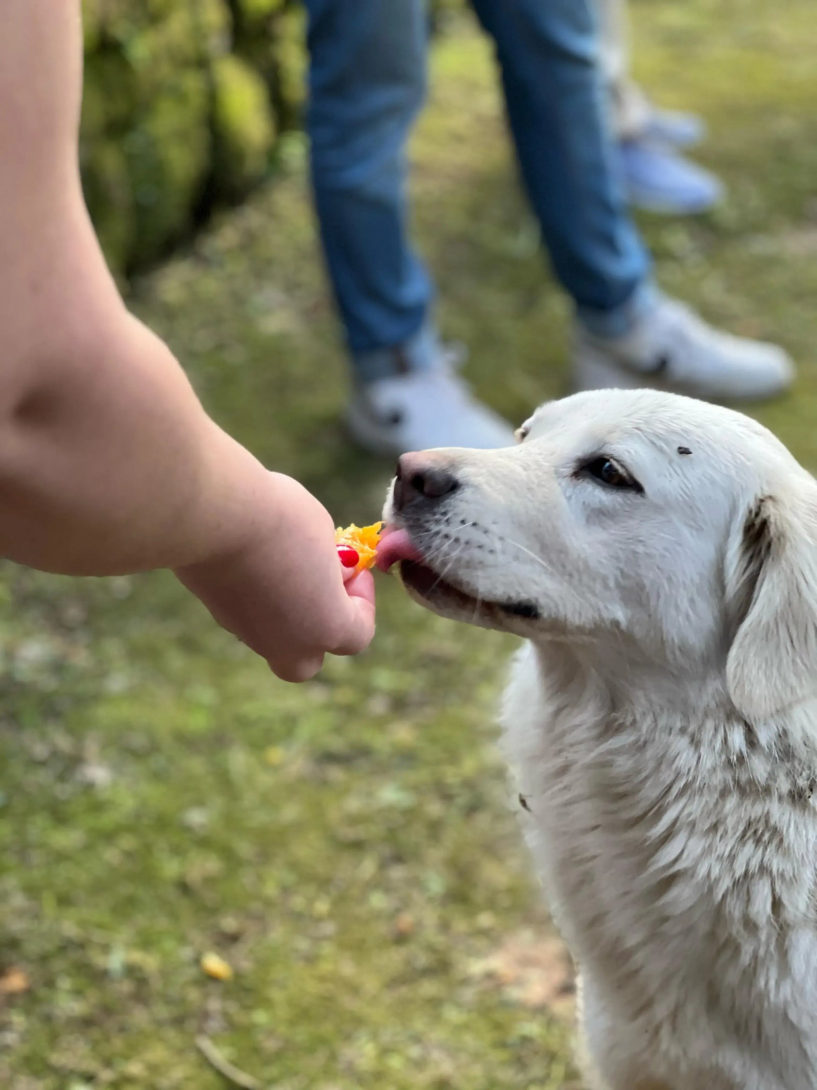 A white dog enjoying a treat being offered by a person in a lush green outdoor setting.