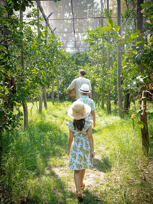Lemon Tour, Limoncello & Light Lunch