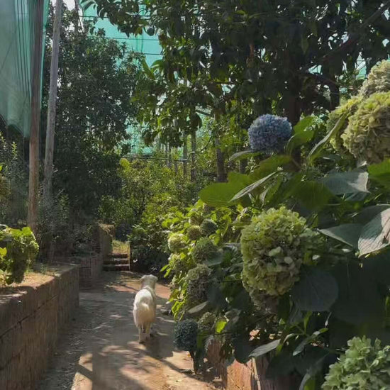 Lemon Tour Sorrento Agrumity
