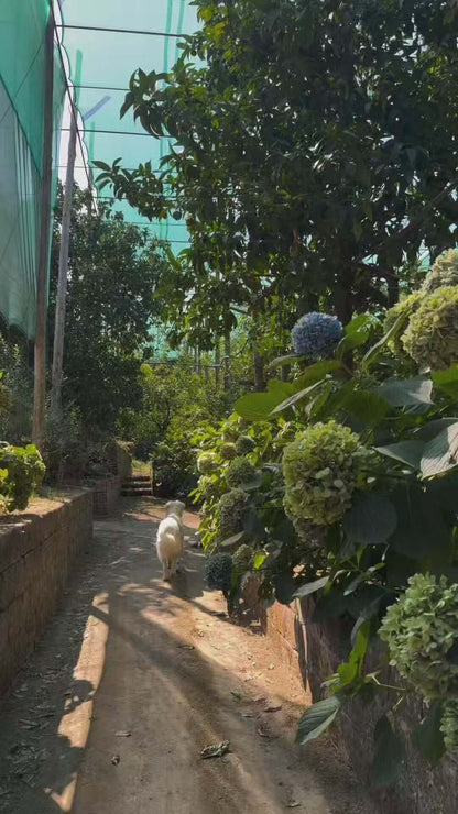 Lemon Tour Sorrento Agrumity