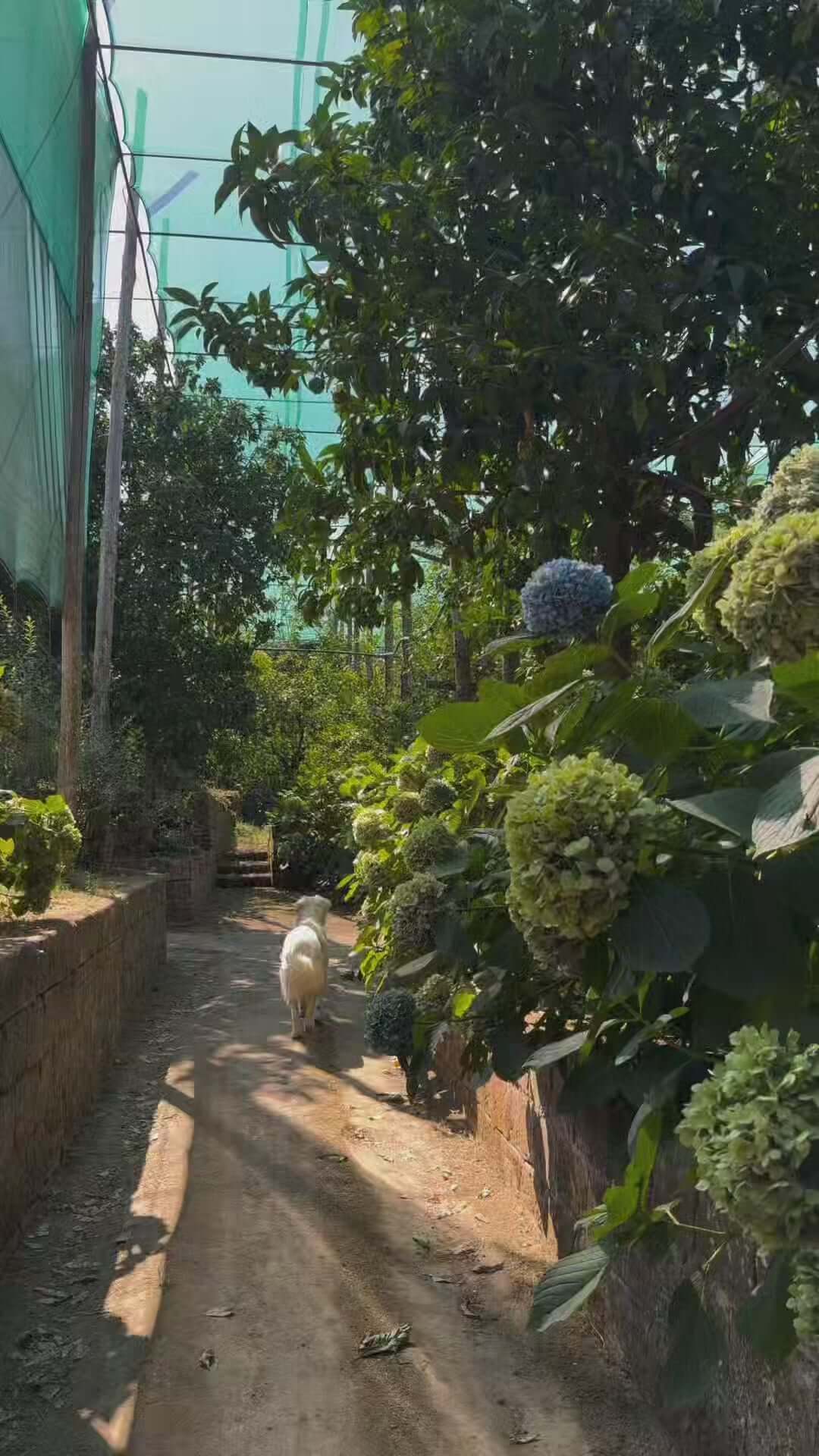 Lemon Tour Sorrento Agrumity