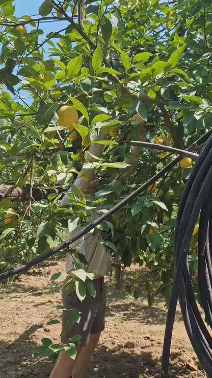 Tour di raccolta dei limoni a Sorrento e degustazione di limoncello